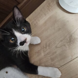 もみちゃんを家族に迎えませんか