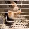 ミニウサギの里親募集中です！