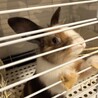 ミニウサギの里親募集中です！