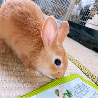 ネザーランドドワーフの里親募集です。