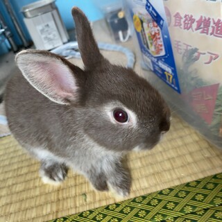 ネザーランドドワーフの里親募集です。