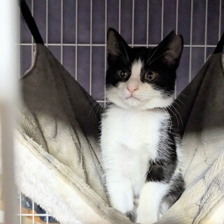 不妊手術済ワクチン済2ヶ月半白黒女の子お顔可愛い