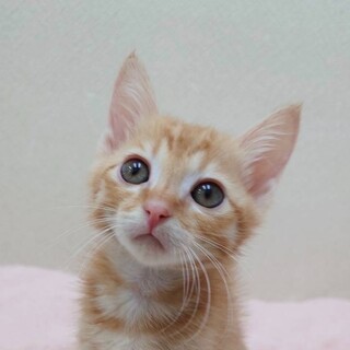 11/9高田馬場★こがねくん★甘々じゃれつき男子