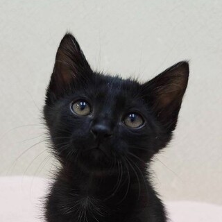 11/9高田馬場★あずまくん★甘々頭脳派男子