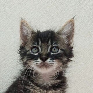 11/9高田馬場★かぼくん★甘々にゃんプロ男子