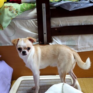 スムースコートチワワの女の子