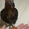 ニワトリ　ネラ　メス　里親募集