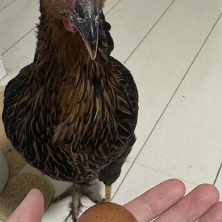 ニワトリ　ネラ　メス　里親募集