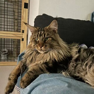 メインクーン　かっこいい3歳の男の子　