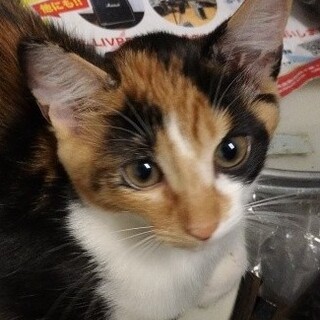 生後約3ヶ月のミケ猫の里親様募集中