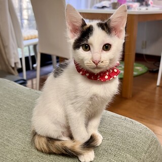 甘えん坊で白多めの綺麗な三毛猫さん