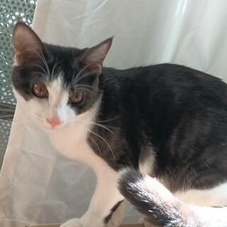 チャコールグレーと 白のハチワレ 坊や5ヶ月