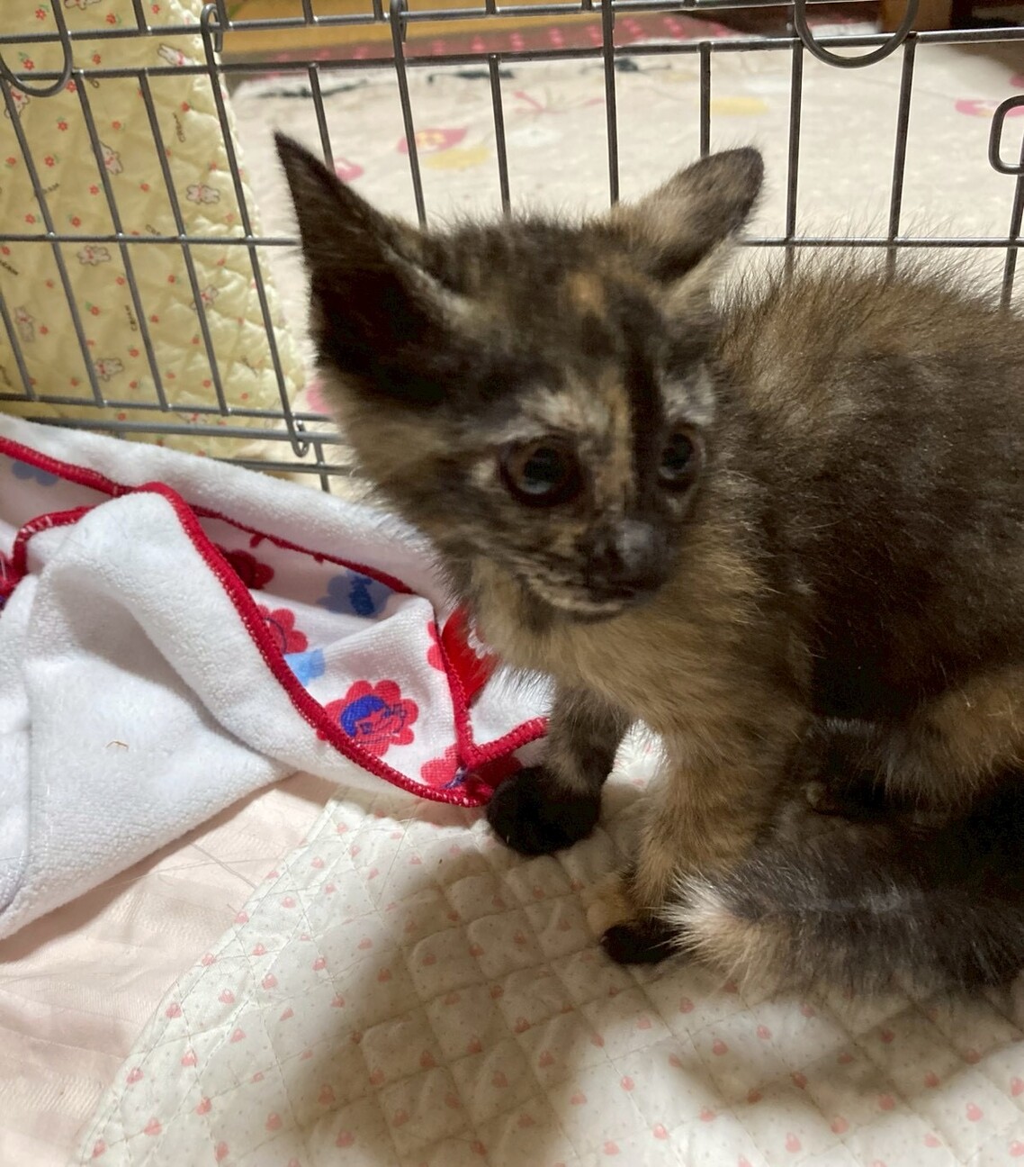 5兄妹唯一の女の子　さゆりちゃん サムネイル2