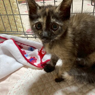 5兄妹唯一の女の子　さゆりちゃん