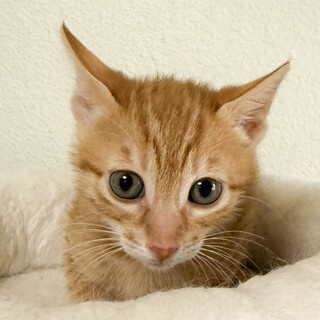 募集停止おしとやかな子❤️うらら