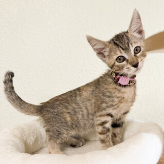 募集停止控えめ？な所が愛らしい❤️きらら