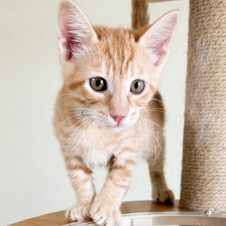 かまってアピール大★わたる