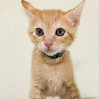 募集停止とてもフレンドリー★ひびき