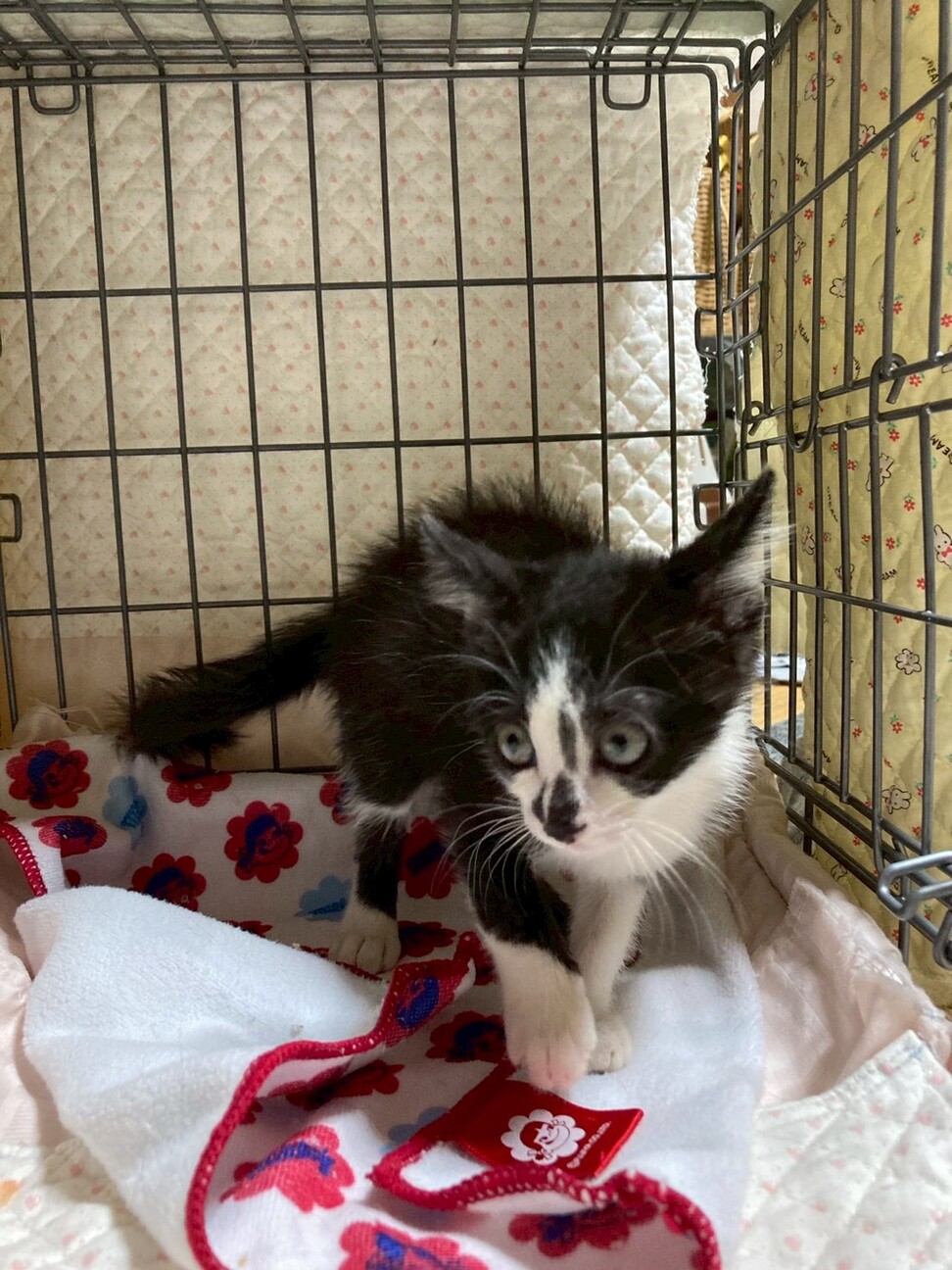 ５兄妹の元気印⭐︎藍くん サムネイル2