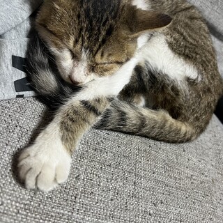 5ヶ月くらいの子猫里親募集中です