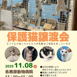 保護猫譲渡会in岐阜各務原！