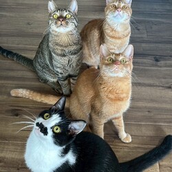 保護猫譲渡会in岐阜各務原！ サムネイル2