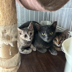 保護猫譲渡会in岐阜各務原！ サムネイル3