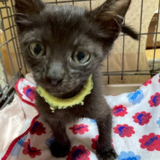 5人兄妹♡黒猫の樹くん