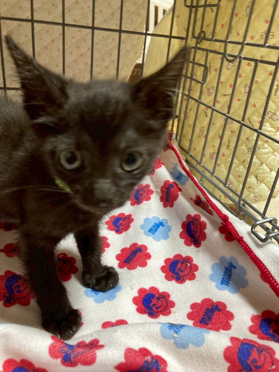 5人兄妹♡黒猫の樹くん サムネイル2