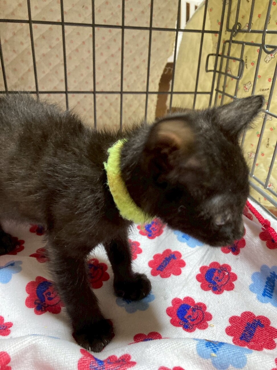 5人兄妹♡黒猫の樹くん サムネイル3