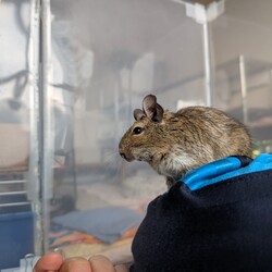 サクラさん近況(11月)