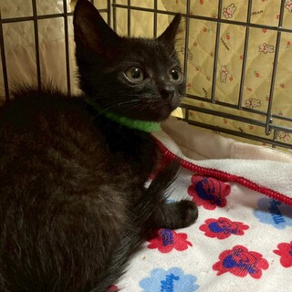 ５兄妹♡黒猫の圭くん