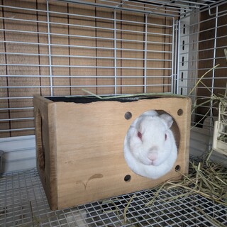 No.821 美濃加茂もっちりちゃん