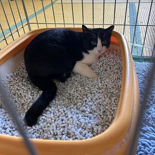 生後半年程の白黒ちゃんです。