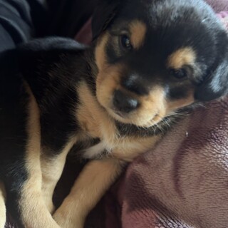 子犬 里親募集中！