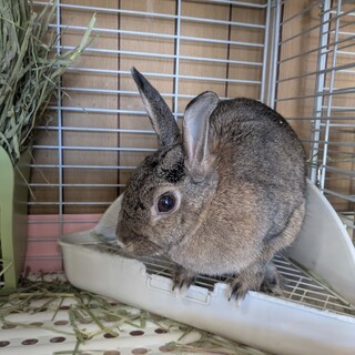 No.816 美濃加茂チェスちゃん