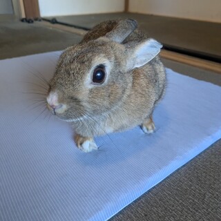 No.818 美濃加茂まるアイチェスちゃん