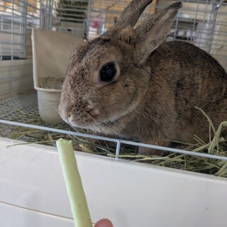 No.938 横浜おてんばチェスちゃん