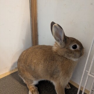 No.717 北国分寺ちびオレちゃん