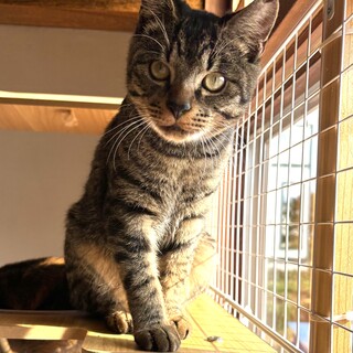 いちご|ε:)_♥  ｵｽ ＊R7.4月保護