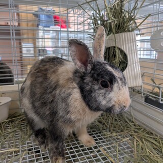 No.889 加須ハレオくん