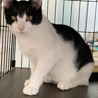 優しいハチワレ　アトムくん