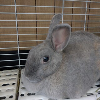 NO.653 吉川小学校まるぽやブルーちゃん