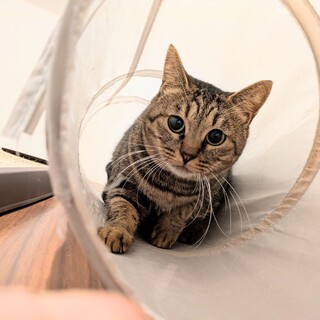 次こそは幸せに！［ひまわりちゃん］