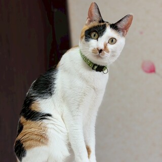 丸顔まんまるお目々の黒猫」千葉県 - 猫の里親募集(523113