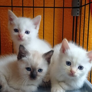 シャム風猫の子猫、生後一ヶ月ほどです