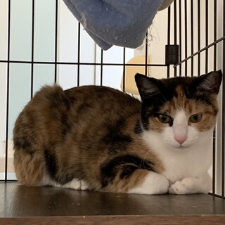 綺麗な三毛猫　ピノコちゃん