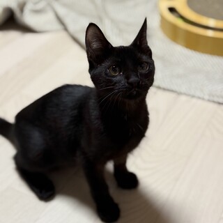 ベリー可愛い黒猫女子