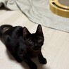 ベリー可愛い黒猫女子 サムネイル2