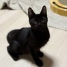 ベリー可愛い黒猫女子 サムネイル3